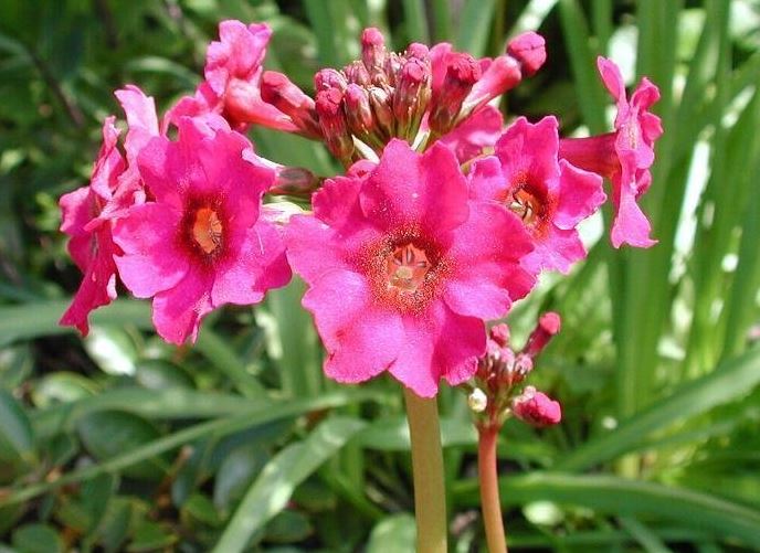 Primula Species, Japanese Cowslip, Japanese Primrose, Queen of Primroses