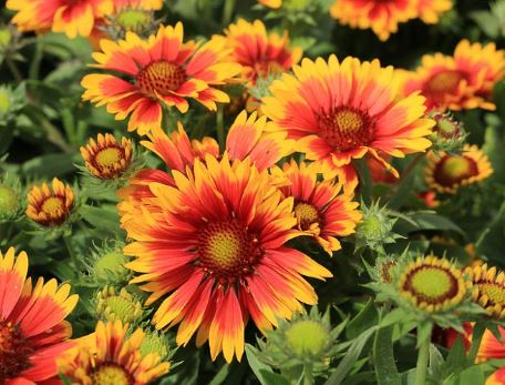Gaillardia Species, Common Blanket Flower, Indian Blanket