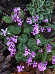 Viola, Cyclamen Leaved Violet Sylettas