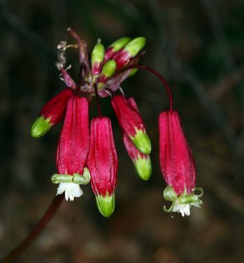 Dichelostemma Species, Californian Firecracker Plant