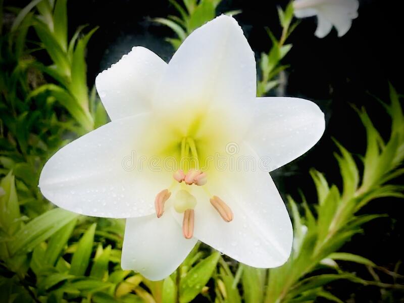 Species Lilium, Formosan Lily, Taiwanese Mountain Lily