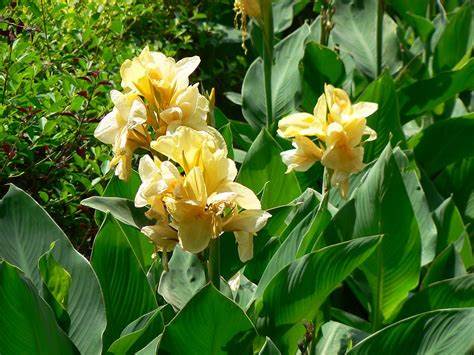 Canna Lily Richard Wallace