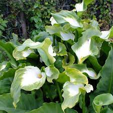 Zantedeschia, Arum Lily, Calla Lily Green Goddess