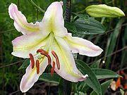 Oriental Lily 'Tom Pouce'