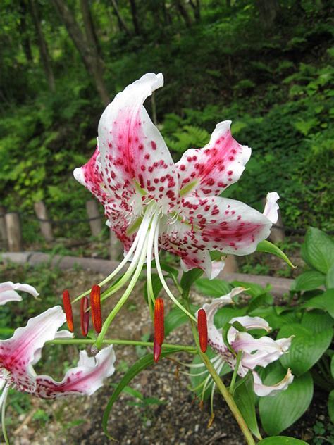 Species Lilium, Rubrum Lily, Red Japanese Show Lily