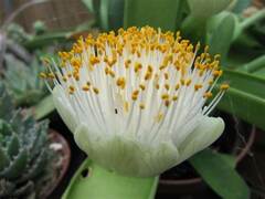 Haemanthus Species,Elephant's Tongue, Powder Puff, Royal Paint Brush, White Blood Lily