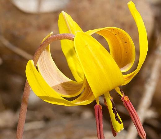 Erythronium Species, Yellow Dog Tooth Violet, Yellow Trout Lily