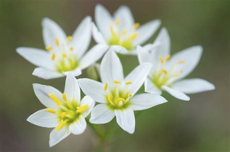 Nothoscordum Species, Allium, Crow-poison, Wild Garlic