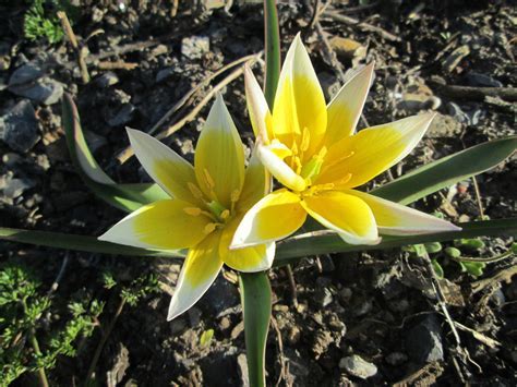 Species Tulip, Botanical Tulip, Turkestan Tulip, Wild Tulip