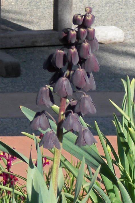 Fritillaria Species, Fritillary, Persian Fritillary