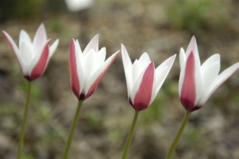 Species Tulip, Botanical Tulip, Lady Tulip, Candlestick Tulip