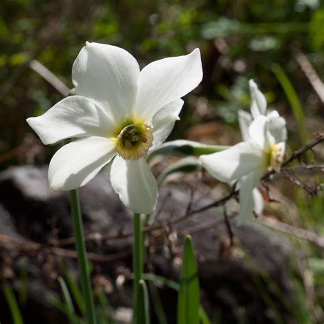 Double Poets Narcissus, Poeticus Daffodil Plenus