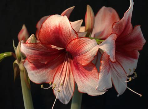Hippeastrum, Amaryllis Charisma