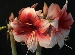 Hippeastrum, Amaryllis 'Charisma'