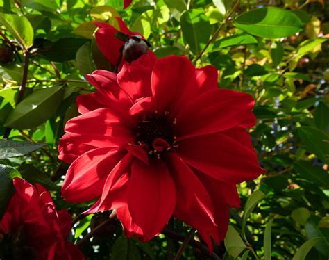 Heirloom Dahlia, Peony Dahlia Bishop of Llandaff