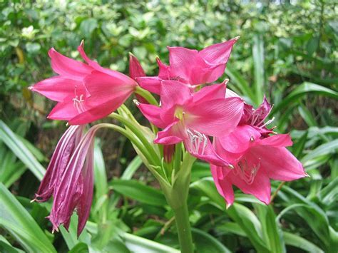 Crinum Lily Ellen Bosanquet