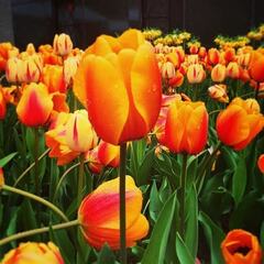 Single Early Tulip 'General de Wet'
