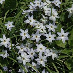 Ipheion, Spring Starflower 'Wisley Blue'