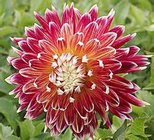 Novelty Fully Double Dahlia Akita