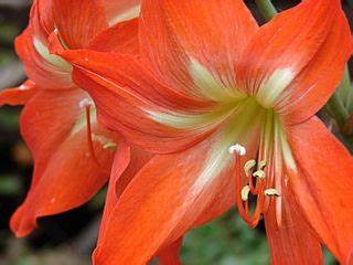 Hippeastrum Species, Amaryllis, Striped Barbados Lily