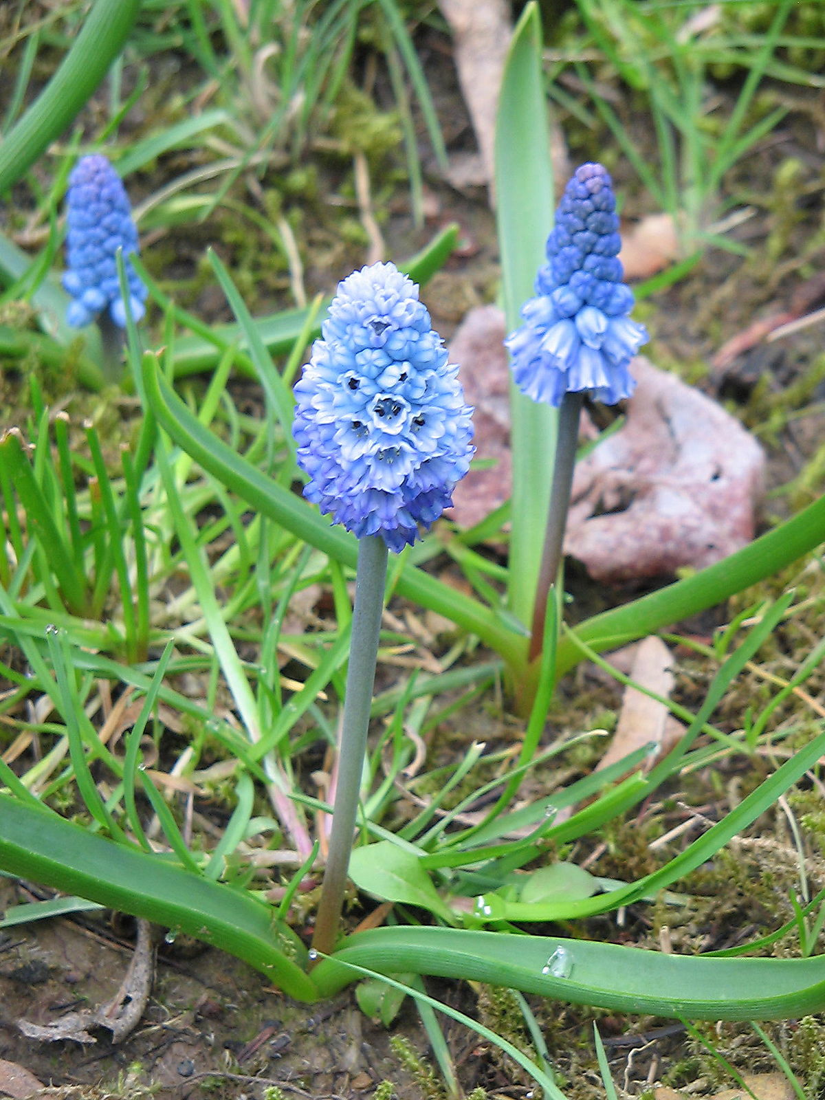 Pseudomuscari Species, Grape Hyacinth