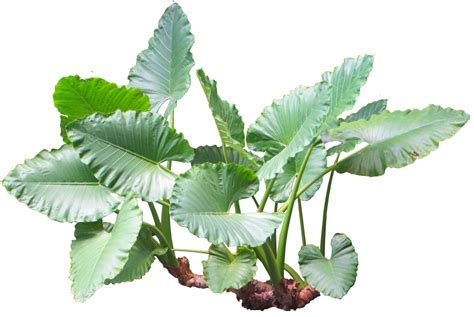 Alocasia, Variegated, Upright Elephant Ear Variegata