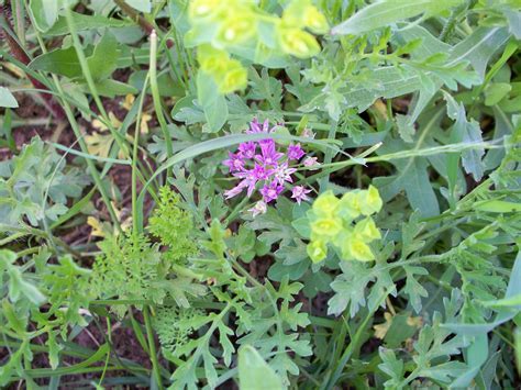Allium Species, Drummonds Onion, Prairie Onion