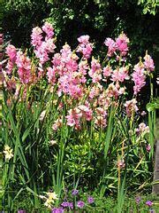 Ixia, African Iris, Corn Lily, Wand Flower 'Mixed Hybrids'