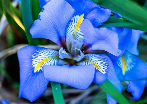 Species Iris, Winter-blooming Algerian Iris
