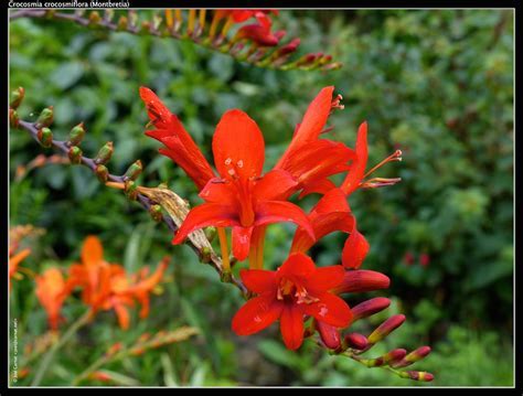 Crocosmia Emberglow