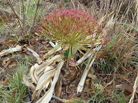 Boophone Species, Bushman Poison, Century Plant, Tumbleweed
