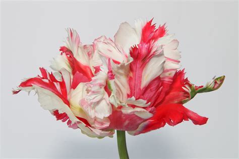 Parrot Tulip Rococo