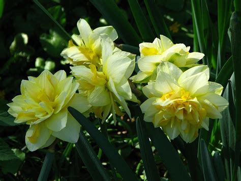 Double Narcissus, Double Daffodil Yellow Cheerfulness