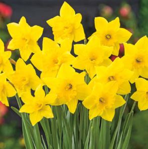 Long-cupped Narcissus, Large-cupped Daffodil Carlton