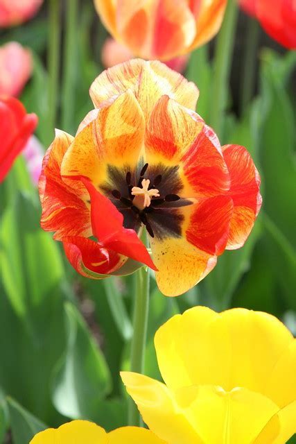 Darwin Hybrid Tulip Gudoshnik