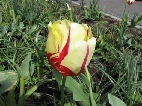 Darwin Hybrid Tulip Golden Apeldoorn