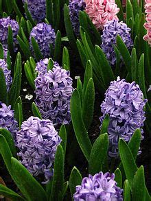 Hyacinthus, Dutch Hyacinth Delft Blue