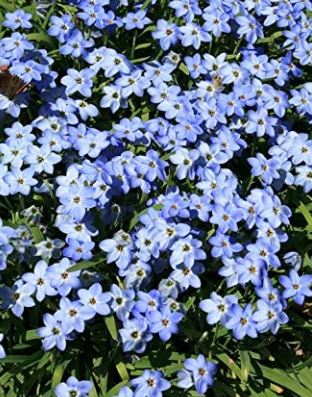 Ipheion, Spring Starflower Rolf Fiedler