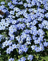 Ipheion, Spring Starflower 'Rolf Fiedler'