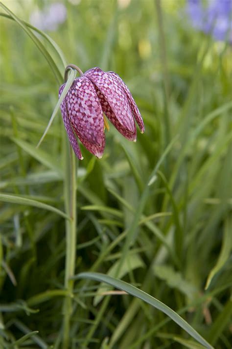 Fritillaria Species, Fritillary, Michaels Flower