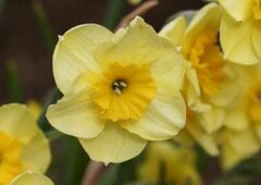 Jonquilla Narcissus, Apodanthus Daffodil 'Sun Disc'