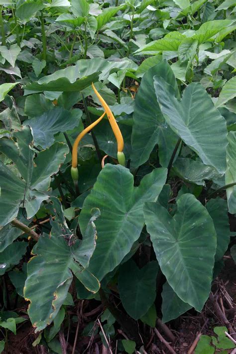 Colocasia, Elephant Ear, Taro Pink China