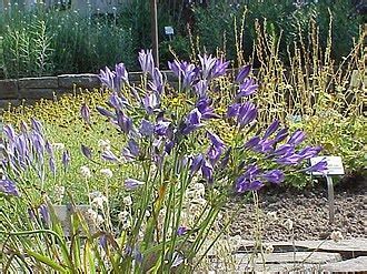 Triteleia Species, Grass Nut, Ithuriels Spear, Wally Basket