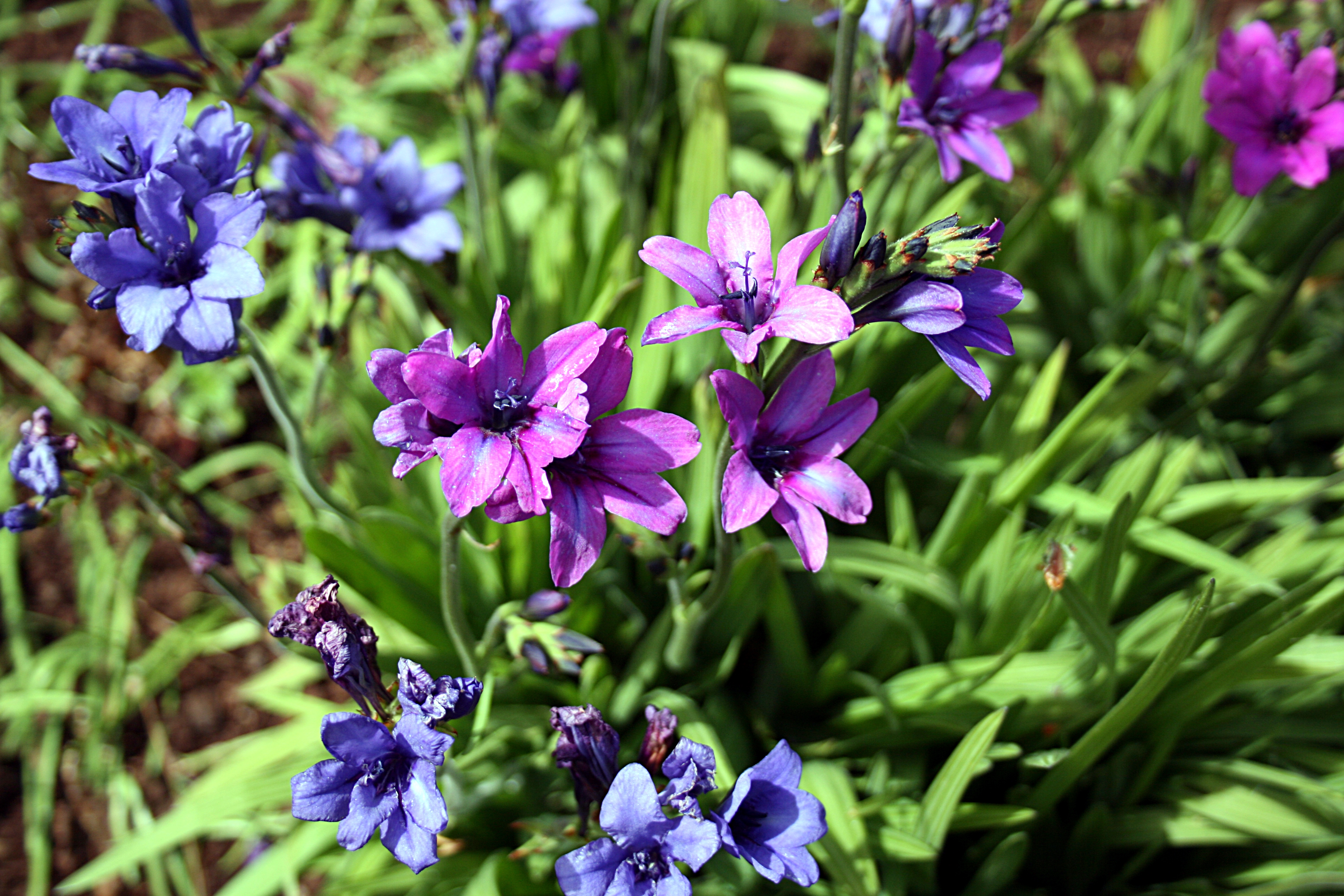 Babiana Species, Baboon Flower