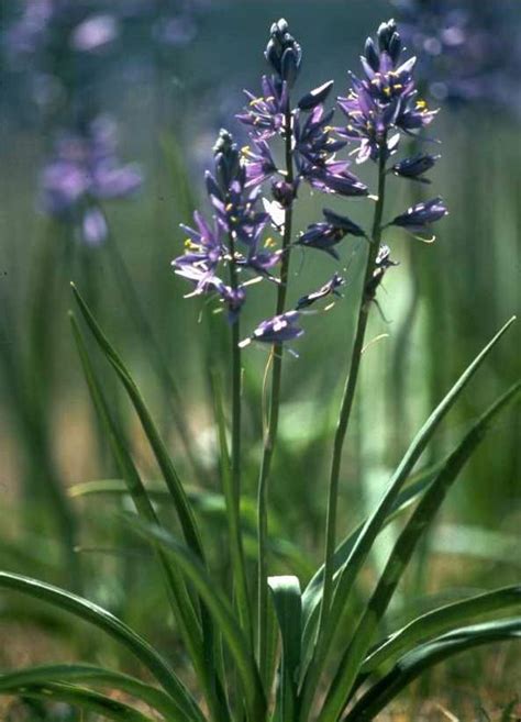 Blue Camas, Atlantic Camas, Quamash, Wild Hyacinth