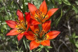 Species Lilium, Philadelphia Lily, Prairie Lily, Wood Lily