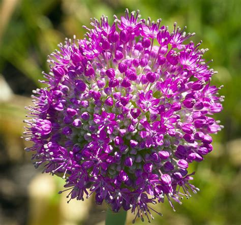 Allium Species, Giant Ornamental Onion, Giant Allium
