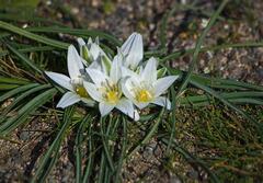 Ornithogalum Species, Berg Lily, Cape Hyacinth, Spire Lily, Summer Hyacinth