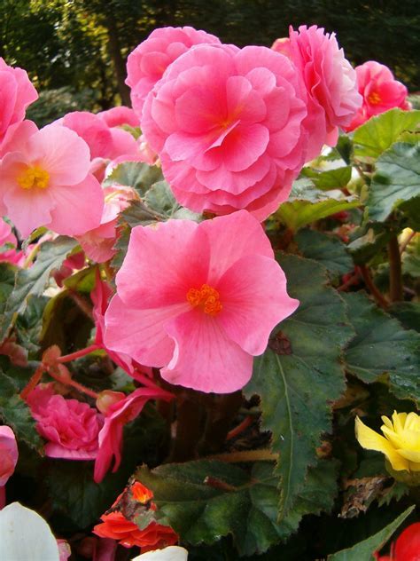 Hybrid Tuberous Begonia