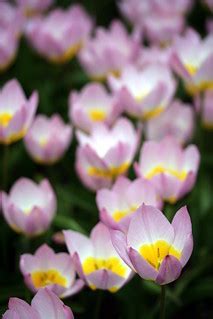 Species Tulip Lilac Wonder